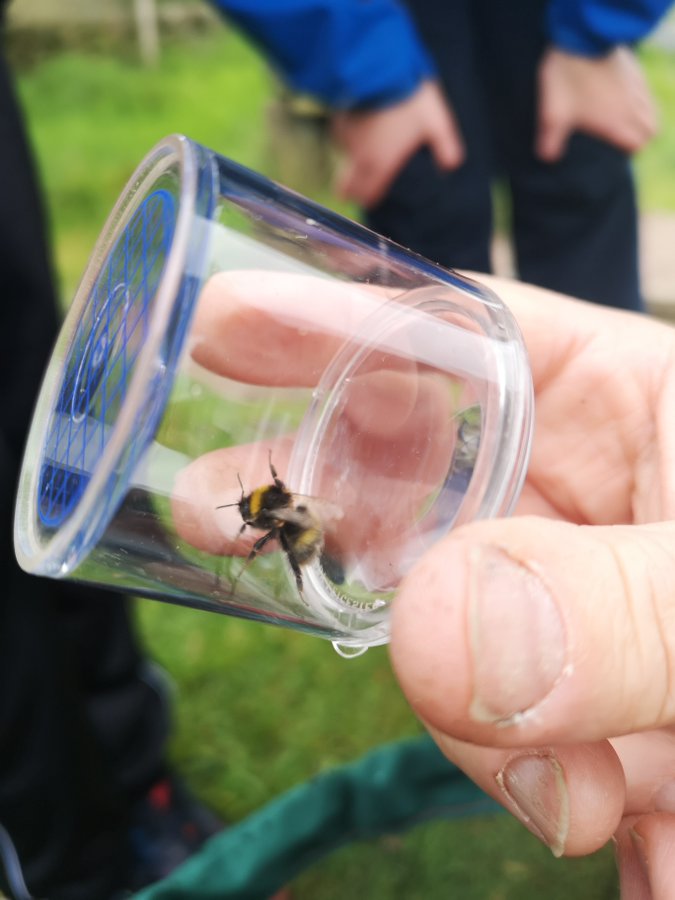 Bee in Glass